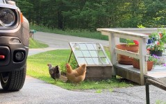 Lil' Bitch n Chicken