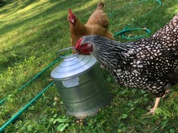 Lil' Bitch and Chicken